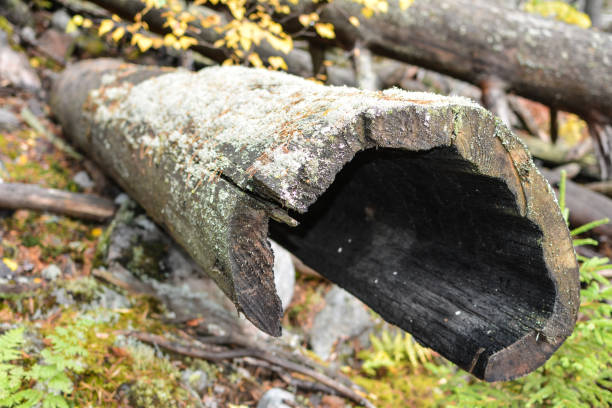 istock Dry pine trunk in the forest 1179812894