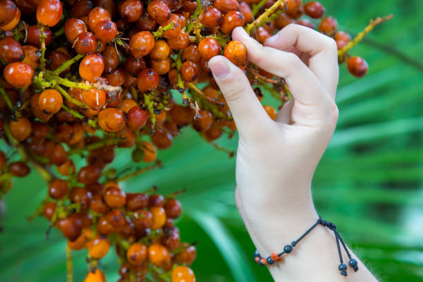 istock Palm fruits close up. 1179814655