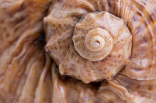 Spiral of a sea shell close-up. Golden ratio in the nature of sea shells.