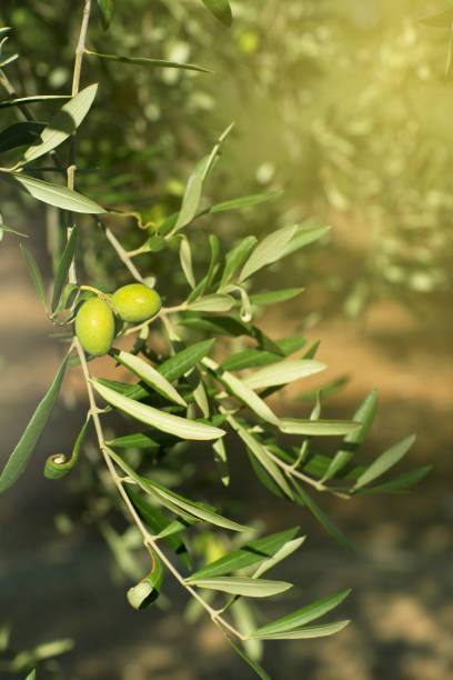 istock Ripe olives on a tree branch. Close-up. The background is blurry. 1179815031