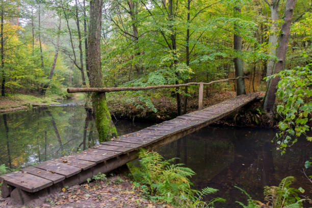 istock bridge in the green forest 1179815960