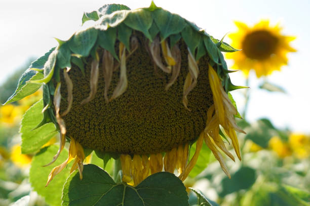 istock A withered sunflower in the summer sunshine 1179816349