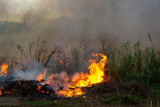 Deforestation of rainforest in Asia. Fire flame and big smoke, close-up. Wildfire while drought. Smoke and air Pollution from agricultural burning farm fields.