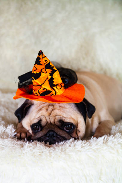 istock Funny pug in a witch's hat. 1179817612