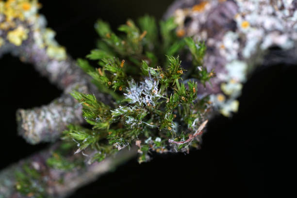 istock Mosses are green land plants, which usually do not form a supporting and conductive tissue. 1179817615