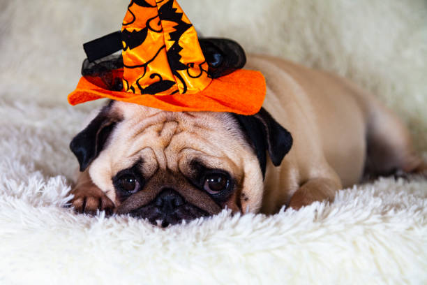 istock Funny pug in a witch's hat. 1179817655
