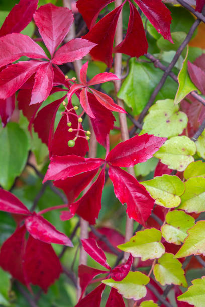 istock Leaves of Parthenocissus (wild climbing vine plant) in fall 1179819026