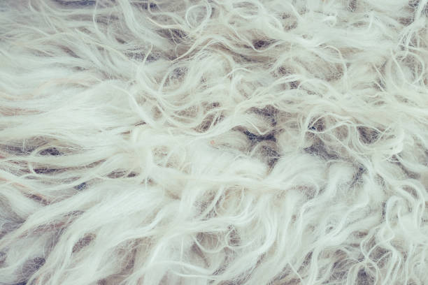 istock White fur winter background. Close up 1179819042