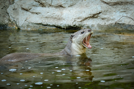 Close-up of wild sea otter (Enhydra lutris) banging shellfish on shoreline rocks, to open up the shellfish for eating.\n\nTaken in Moss Landing, California, USA.