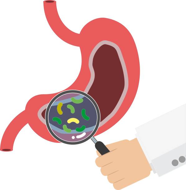 istock human digestive system with doctor hand hold magnify glass to show probiotics 1179821051