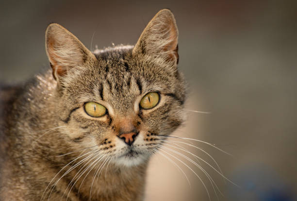 istock Portrait of a watching cat 1179822283