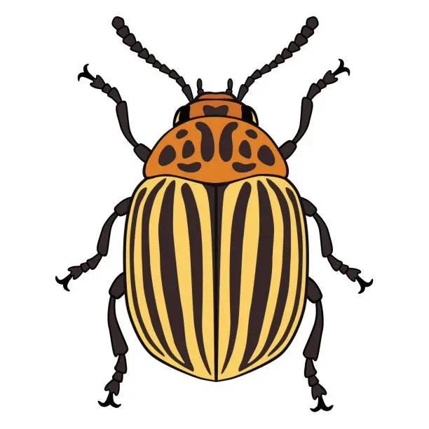 Vector illustration of Vector illustration of Colorado potato beetle