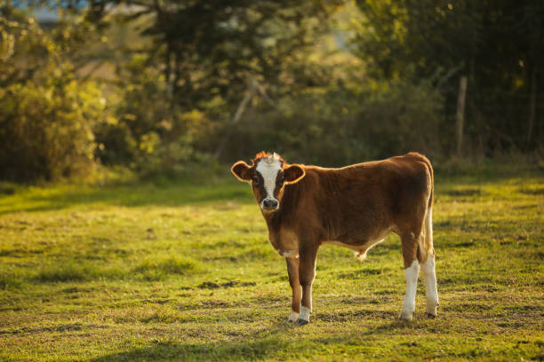405 Cartoon Cow Head Pictures Stock Photos, Pictures & Royalty-Free Images - iStock 405 Cartoon Cow Head Pictures Stock Photos, Pictures & Royalty-Free Images - iStock