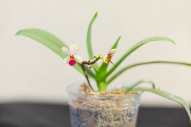 istock Beautiful rare orchid in pot on blurred background 1179825342
