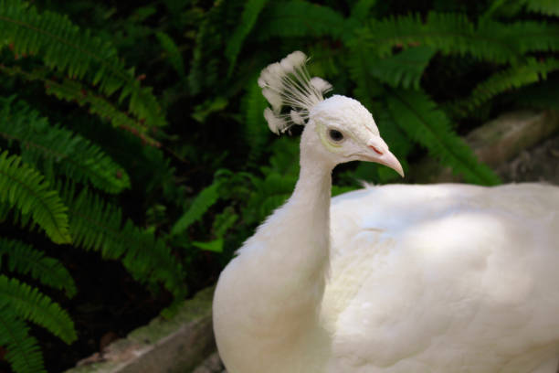 istock White Peacock with leaves in the background 1179826980