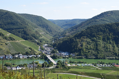 steep vineyards Mosel valley near Zell an der Mosel