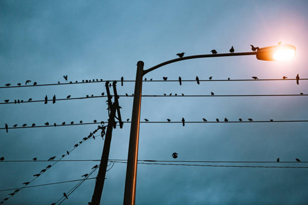 istock Dark Sky and Streetlight with Birds 1179827298