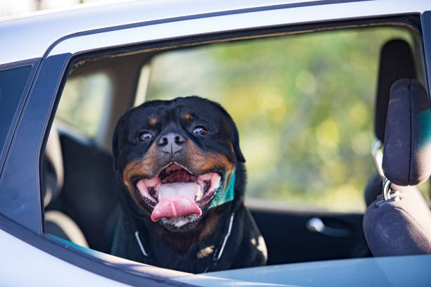 istock Rottweiler on a Back Seat in a Car 1179827754