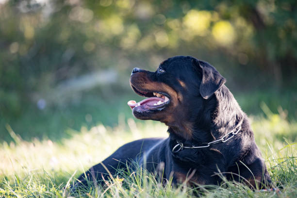 istock Rottweiler Lying on Grass in Nature 1179827781
