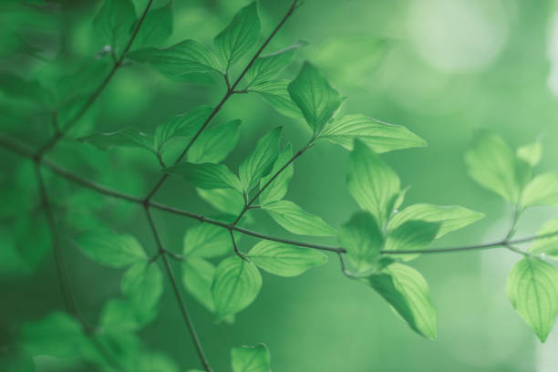 istock Green Leaves natural background 1179828266