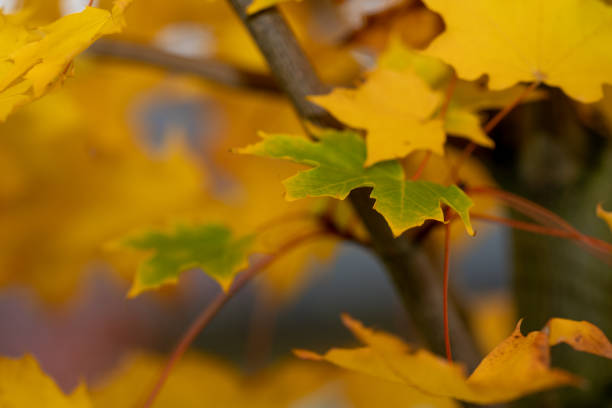 One fall maple leaf on a branch in a forest. stock photo