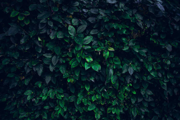 foglie verde scuro, texture flora astratta - rainforest austria nature tree foto e immagini stock