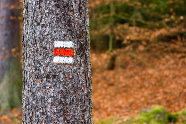 Red trail marking on tree in Czech Republic for tourist, hiker and trekker. Trail marking on tree in Czech Republic. Painted mark for tourist, hiker and trekker. Method of navigation on touristic routes and paths in nature. Very low depth of field trailblazing stock pictures, royalty-free photos & images
