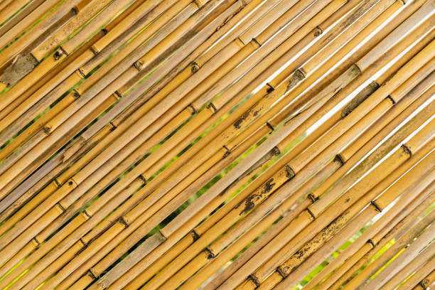 beautiful background texture of yellow bamboo stems close up. template for Wallpaper or desktop design