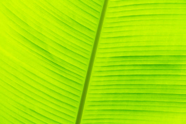 beautiful background texture of green palm leaf close up. template for Wallpaper or desktop design