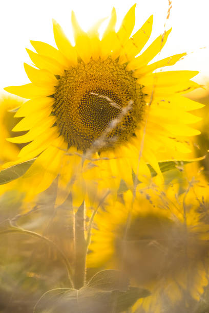 Yellow-themed sunflower restratum