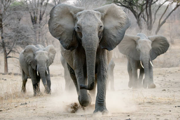 african elephant on the charge stock photo