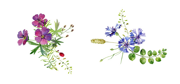 Two watercolor compositions of wild flowers
