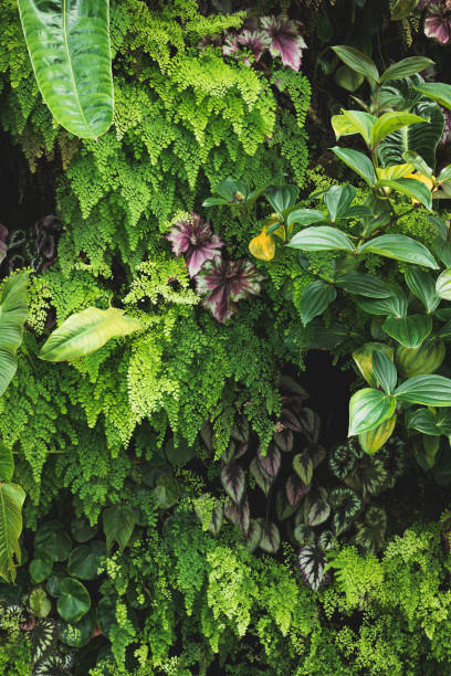 istock Tropical Leaves background, Green plants. 1179835991