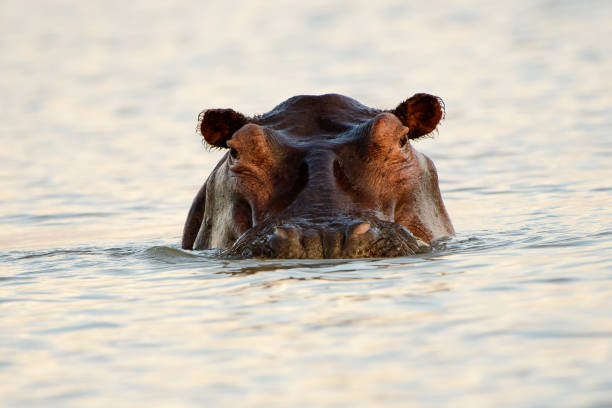istock head shot of a hippopotamus 1179836326