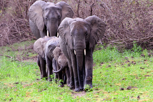 African elephants walking in a line stock photo