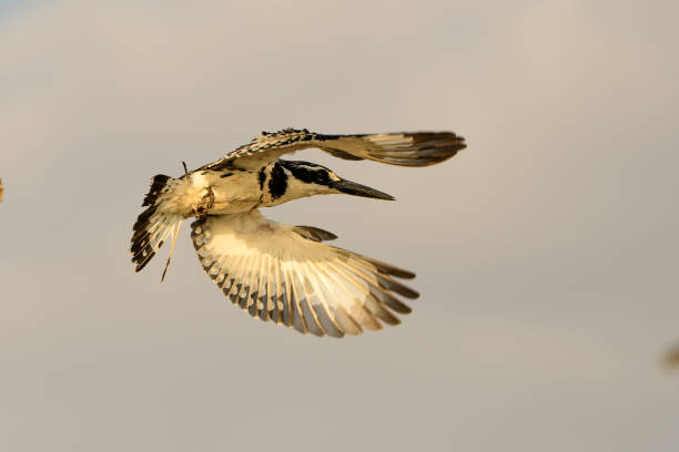 istock Pied Kingfisher in flight 1179836705