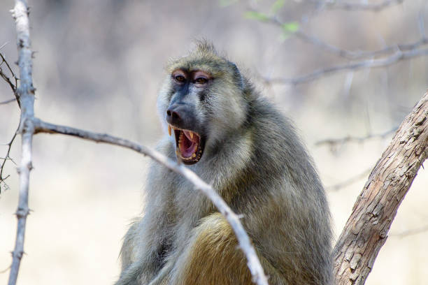 Free Stock Photo of Lone Baboon Howling | Download Free Images and Free ...