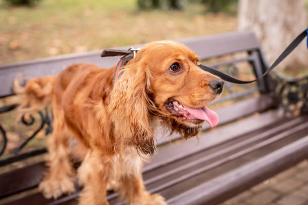 istock Cocker Spaniel standing on a bench looking at the owner 1179837517