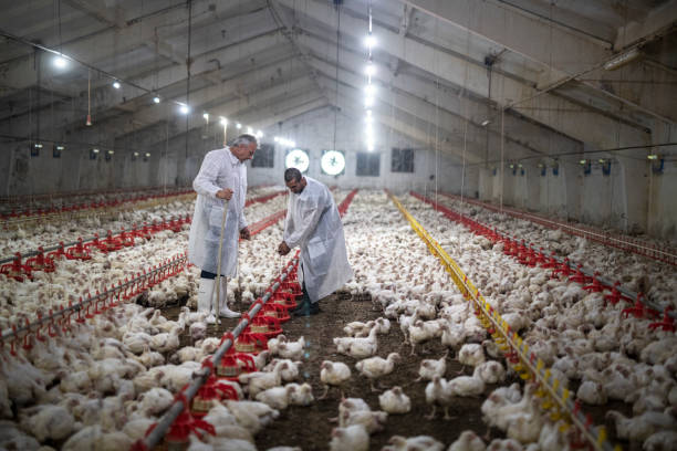 istock Manual workers in chicken farm. 1179837867
