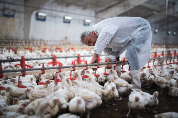 manual workers in chicken farm. - poultry imagens e fotografias de stock