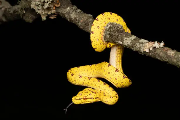 Juvenile Green Tree Python