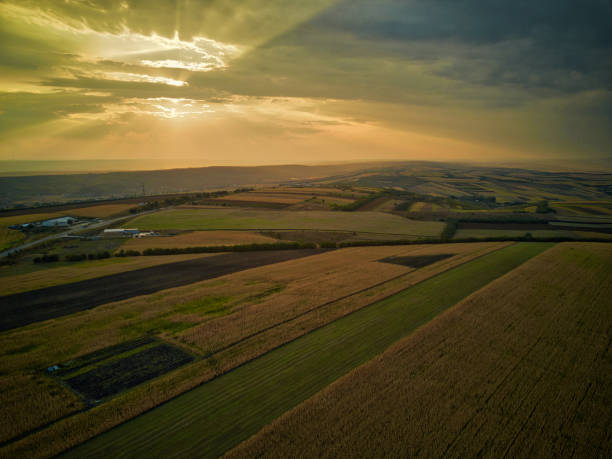 istock Aerial drone view of grain fields, wheat during golden sunset. Agricultural pattern. 1179839478
