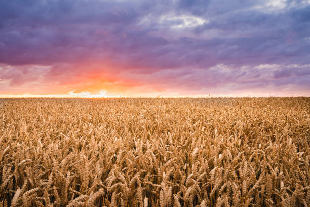 istock Rural agricultural landscape 1179839659