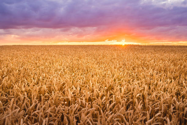 istock wheat field in the evening 1179839669