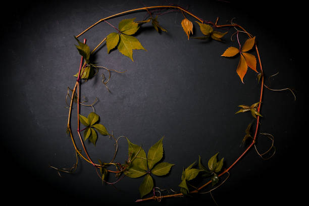 istock wild grape leaves on a black background 1179839742