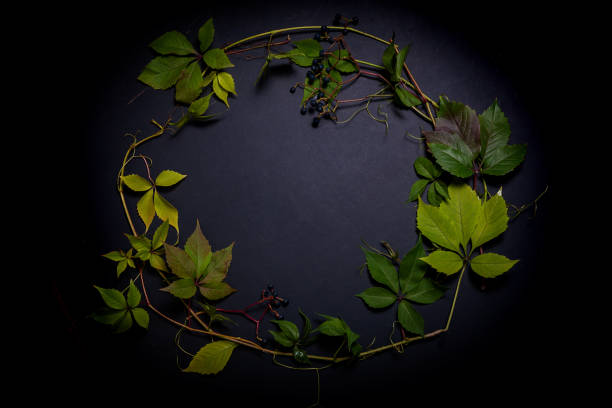 istock wild grape leaves on a black background 1179839756