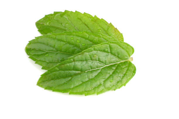 istock Fresh mint leaves isolated on white background. top view 1179841337