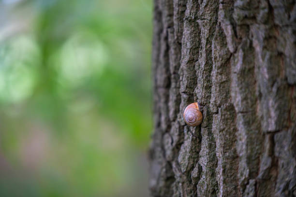 There  is a small snail shell on a tree and the snail takes a break for the next walk