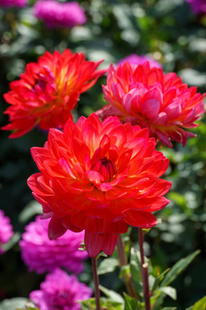 istock many dahlias in a german park 1179842384
