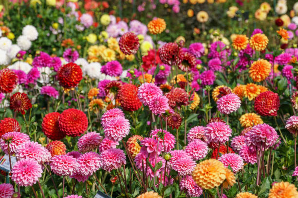 istock many dahlias in a german park 1179842403